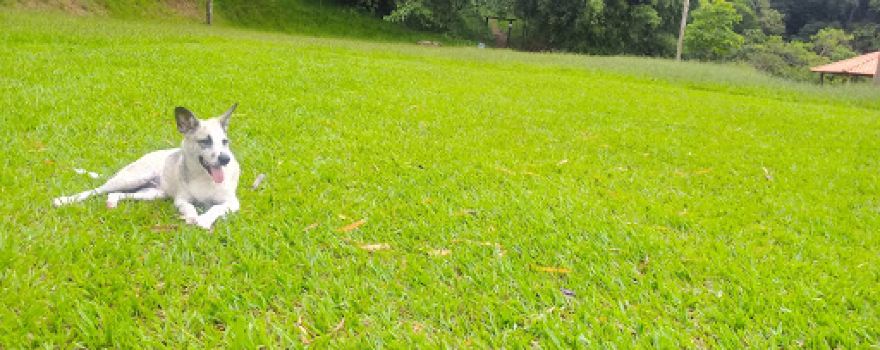 Municipal Park - "Joaquim Amaral Amando de Barros."