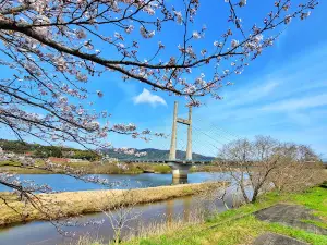 Hiikawa Riverbank Cherry Blossoms