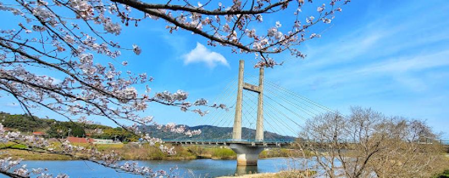 Hiikawa Riverbank Cherry Blossoms