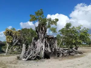 Sitio Natura - Frans Krajcberg