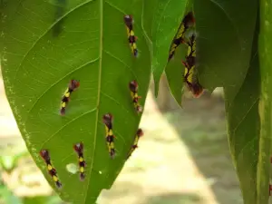 La Casa del Morpho