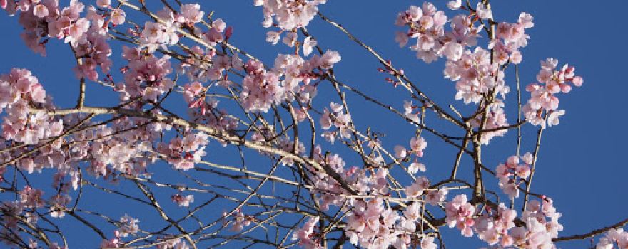 Tanokashira Weeping Cherry Blossom tree