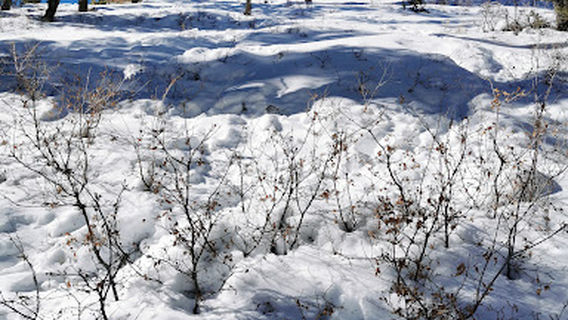 Stanley B Springs Trail