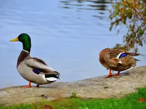 Wapato Park
