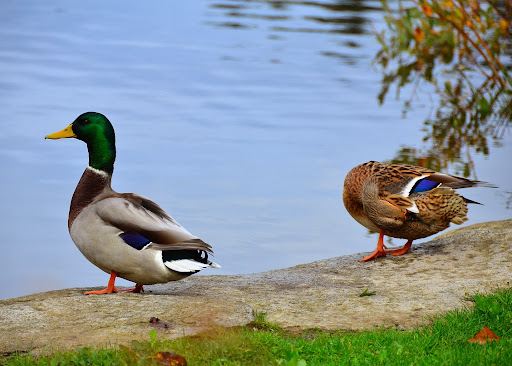Wapato Park