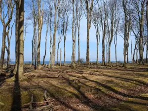 Gespensterwald