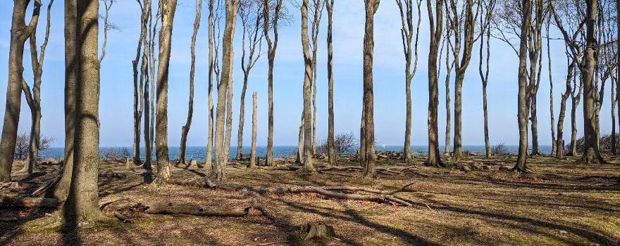 Gespensterwald