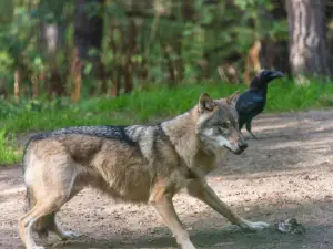 Schorfheide Wildlife Park