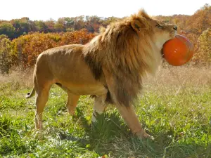 National Tiger Sanctuary