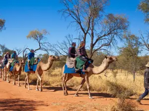 Pyndan Camel Tracks Alice Springs