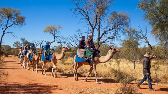 Pyndan Camel Tracks Alice Springs