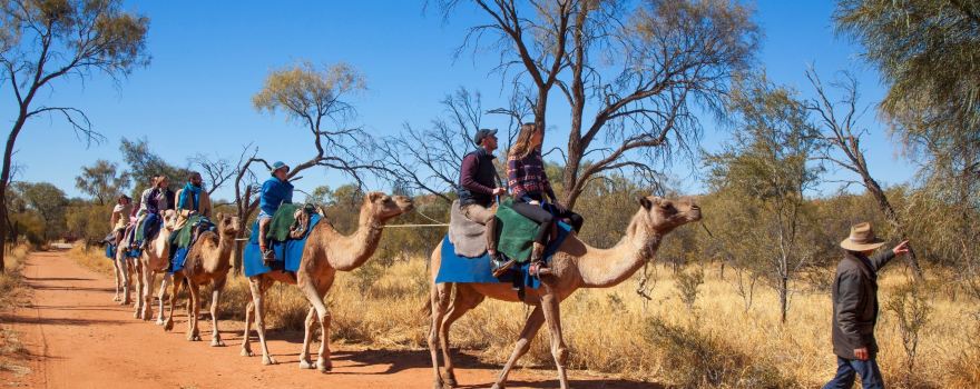Pyndan Camel Tracks Alice Springs