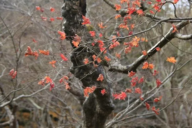 2_詩仙堂（丈山寺）