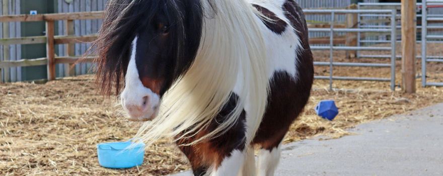Redwings Horse Sanctuary