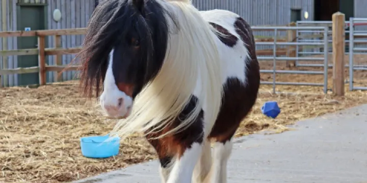 Redwings Horse Sanctuary