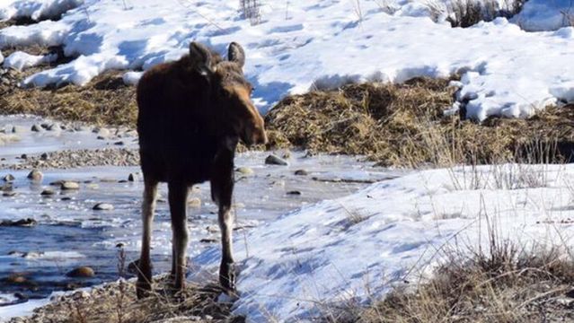 Wildlife Safari at Spring Creek Ranch - Private Trips