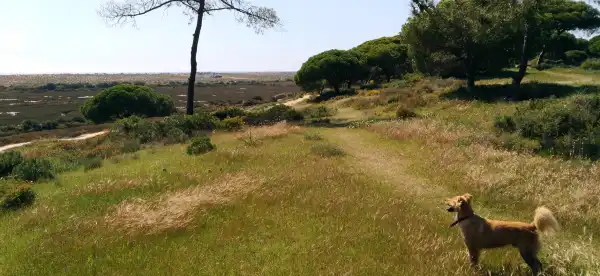 Almancil