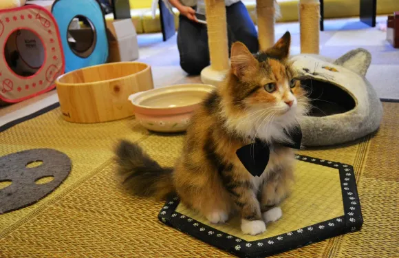 Cat Cafe Calico Kichijoji