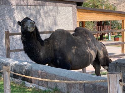 Yerevan Zoo