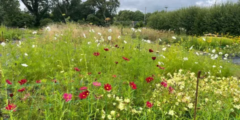 Trehane Blueberry PYO