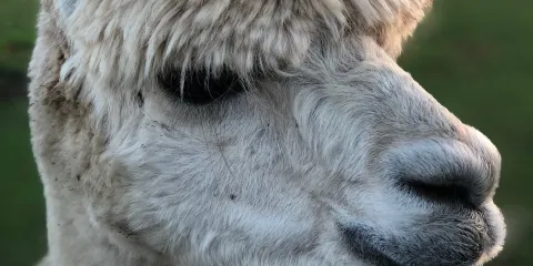 Church Farm Tearooms and Children’s Farm Anslow