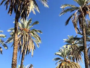 Al Jeb Oasis