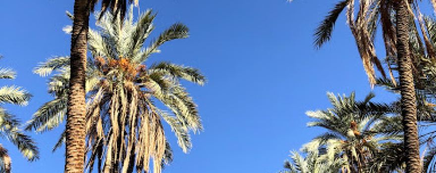 Al Jeb Oasis