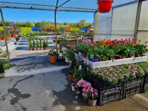 Woodford Nurseries