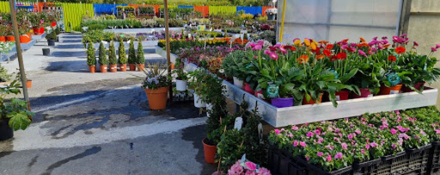 Woodford Nurseries