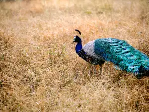 Pench National Park