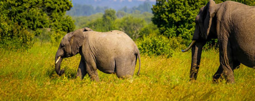 Rongai Gate - Ol Pejeta conservancy