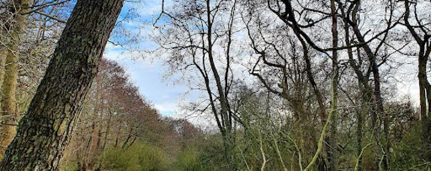 Molecaten Park Rondeweibos