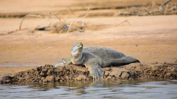 Chambal Safari dholpur
