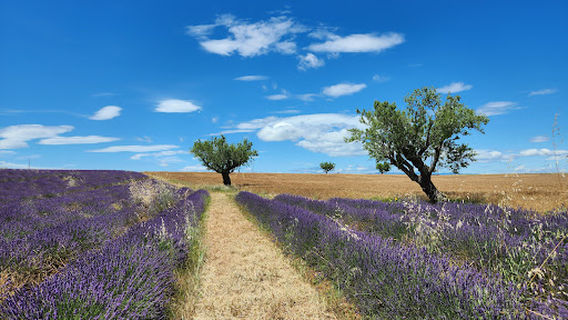 Valensole