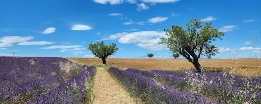 Valensole