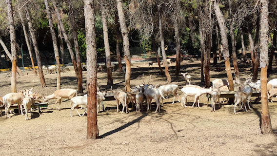 Hayvanat Bahçesi Zoo