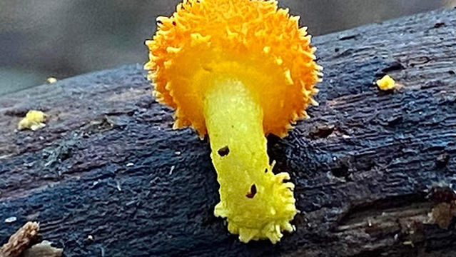 Ratapihipihi Scenic Reserve