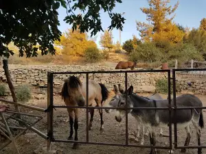 חוות אפרים פינת החי של בית אל Havat Ephraim Bet El's Pinat Hai