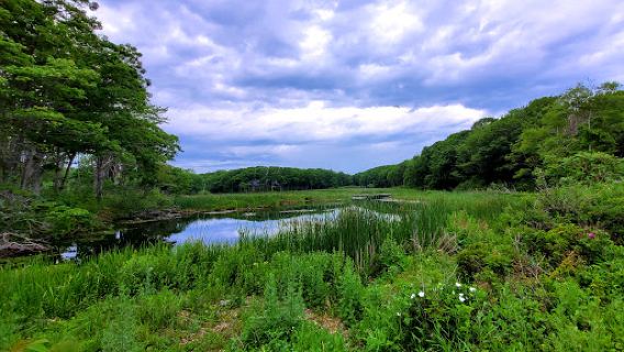 Heaven Swamp Park