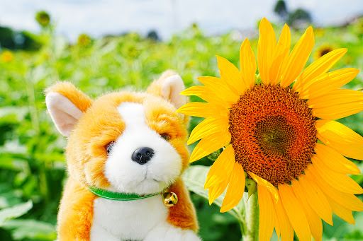 Compare 5 airports near Kumagaya