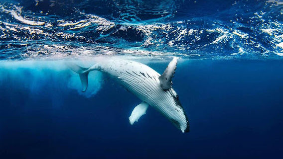 Dodo Webbed Diving Réunion, Centre De Formations, Permis Bateaux Côtier Et Hauturier