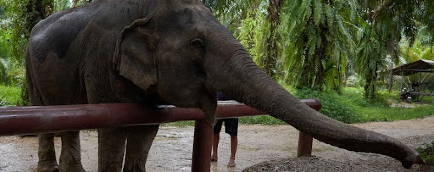 Khaosok Elephant Conservation Centre