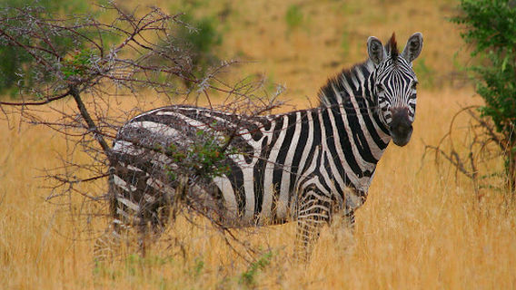 Nech Sar National Park