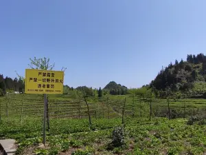 Shanwangping Scenic Area