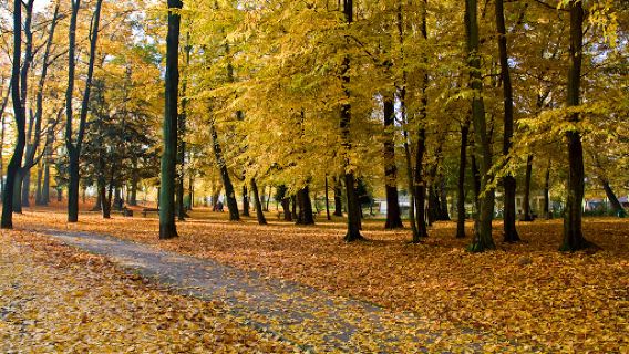 Park Piastowski