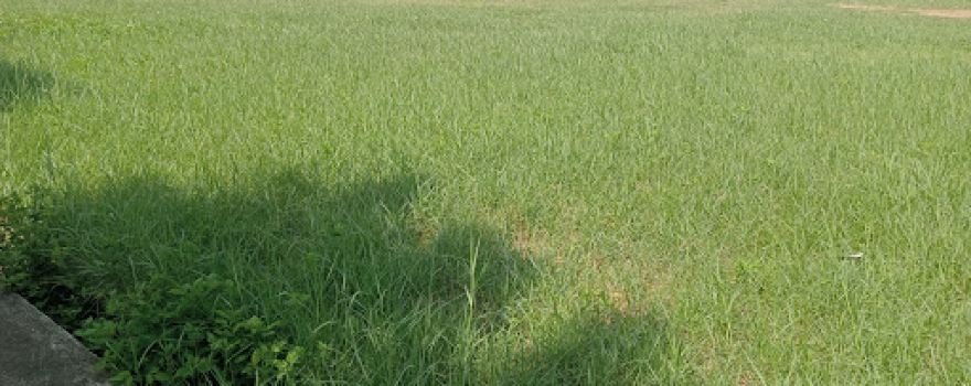 sân vận đông làng Lịch Động