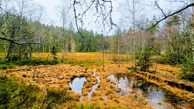 Tourbiere Du Haut De Merelle