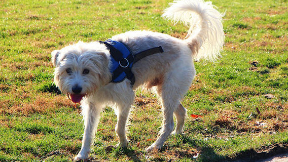 Wilson Dog Park