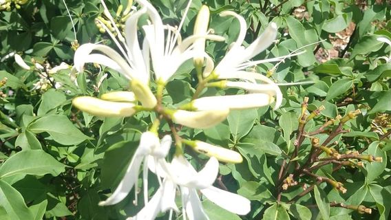 National Forest Brasilia