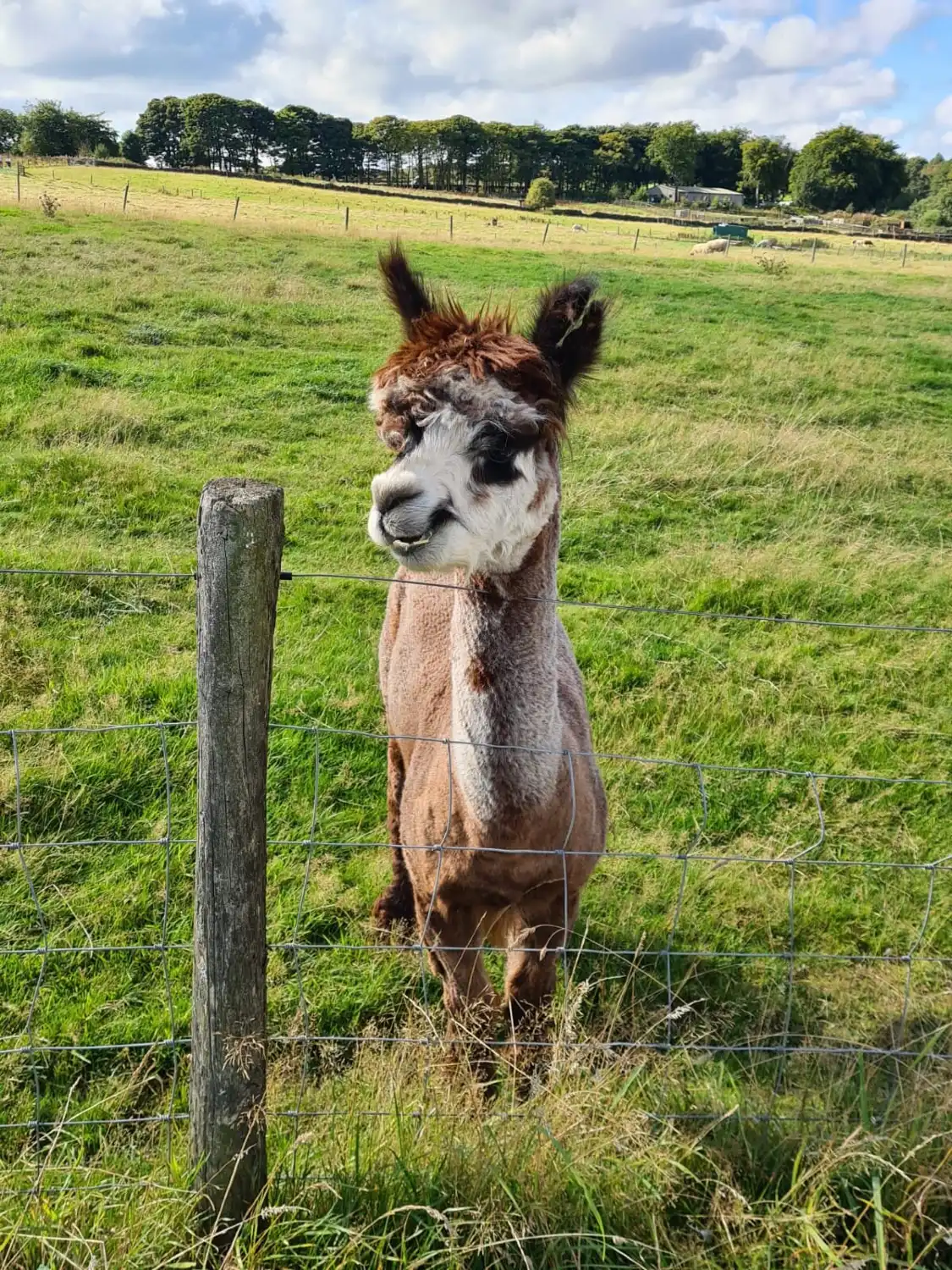 Hotels near Mayfield Animal Park